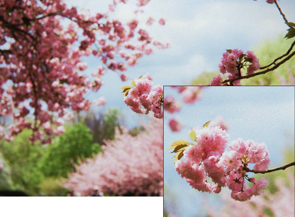 Cherry blossoms with a magnified inset showing film grain texture